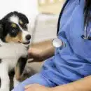 Comment fonctionnent les urgences vétérinaires dans votre ville
