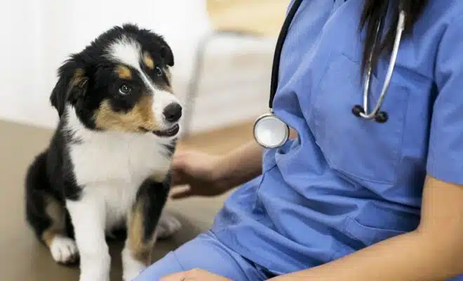 Comment fonctionnent les urgences vétérinaires dans votre ville