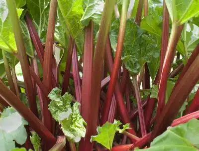 rhubarbe